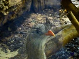 Tiergarten Schönbrunn am 24.02.2026